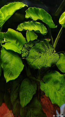 Фото Новые растения, но уже что то не то (photo#157719)