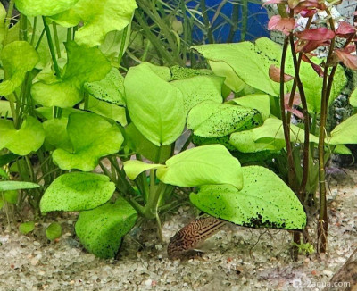 Фото Новые растения, но уже что то не то (photo#157721)