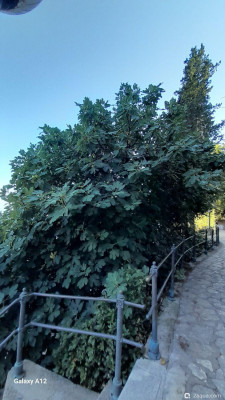 Фото Опатия 2026 (photo#158145)