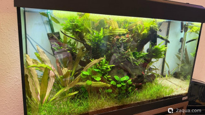 Фото Подводный Романтик. Мой аквариум Fluval Roma 120 литров Zlatka  (photo#158235)