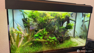 Фото Подводный Романтик. Мой аквариум Fluval Roma 120 литров Zlatka  (photo#158236)