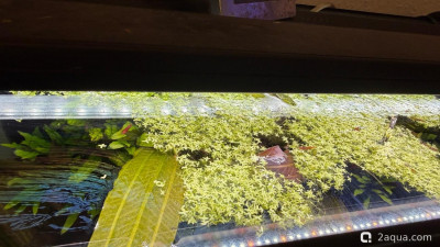 Фото Подводный Романтик. Мой аквариум Fluval Roma 120 литров Zlatka  (photo#158237)