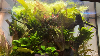 Фото Подводный Романтик. Мой аквариум Fluval Roma 120 литров Zlatka  (photo#158238)