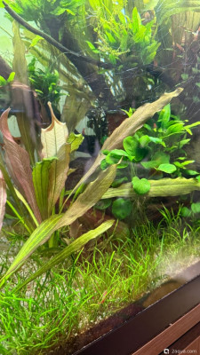 Фото Подводный Романтик. Мой аквариум Fluval Roma 120 литров Zlatka  (photo#158239)