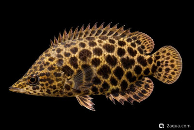 Ктенопома леопардовая (Ctenopoma acutirostre)
