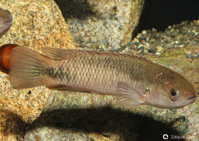 Ктенопома пеллегрина (Ctenopoma pellegrini)