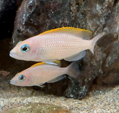 Лампрологус каудопунктатус ред фин («Lamprologus» caudopunctatus "Red fin")