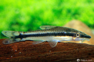 Отоцинклюс широкополосый (Otocinclus vittatus)