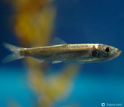 Тихоокеанская сельдь (Clupea pallasii)