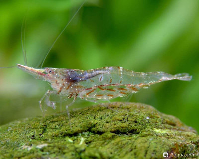 Креветка носорог (Caridina nilotica)