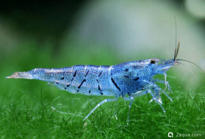 Креветка синяя (Caridina serrata "Aura Blue")