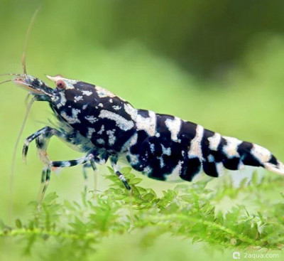 Креветка «Черная галактика» (Caridina spec. "Black Galaxy")
