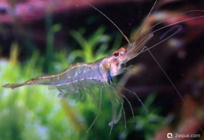 Нигерийская плавающая креветка (Desmocaris trispinosa)