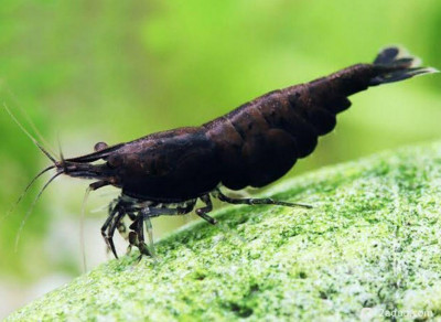 Тайваньская креветка черной розы (Neocaridina davidi Black Rose)