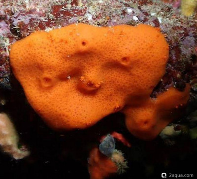 Губка галиклона оранжевая (Haliclona sp.)