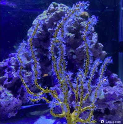 Пятнистая горгония (Eunicea asperula, Pimple Gorgonian)