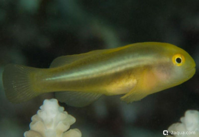 Белополосный коралловый бычок (Gobiodon spilophthalmus)