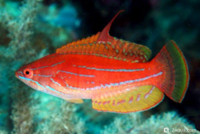Губан Парахейлин желтоплавничный (Paracheilinus flavianalis)