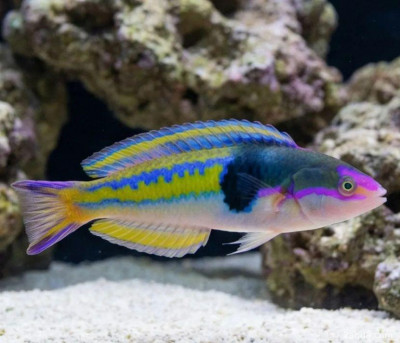 Губан черношапочный (Pseudojuloides severnsi)