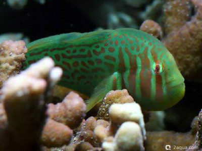 Коралловый бычок (Gobiodon atrangulatus)