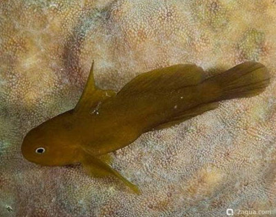 Коралловый бычок (Gobiodon acicularis)