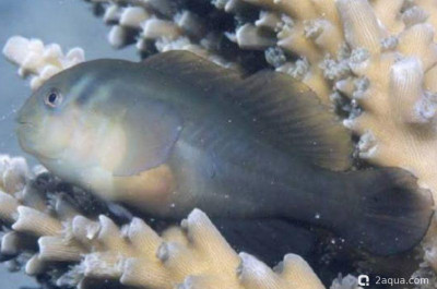Коралловый бычок (Gobiodon brochus)