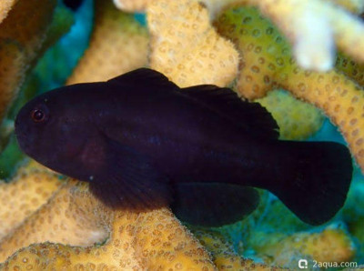 Коралловый бычок (Gobiodon ceramensis)