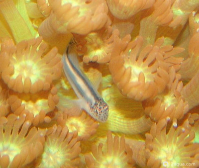 Коралловый бычок (Gobiodon albofasciatus)