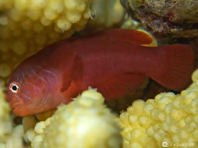 Коралловый двулинейный бычок (Gobiodon bilineatus)