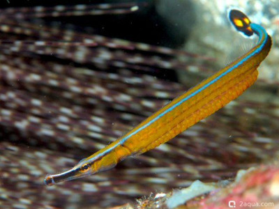 Рыба-игла Хонсю (Doryrhamphus japonicus)