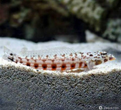 Собачка Песочник краснопятнистый (Parapercis sp.)