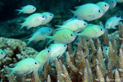 Хромис сине-зелёный (Chromis caerulea)