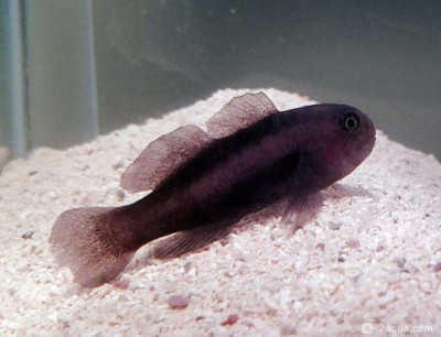 Черный коралловый бычок (Gobiodon ater)