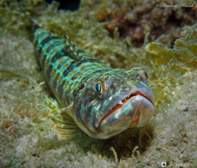 Ящероголов песочный (Synodus intermedius)