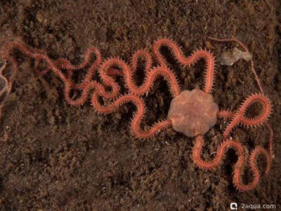 Амфиура Черноморская (Amphiura stepanovi)