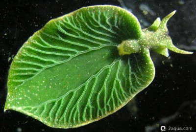 Восточная изумрудная элизия (Elysia chlorotica)