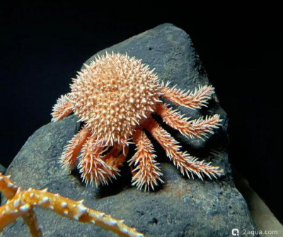 Краб (Paralomis histrix)
