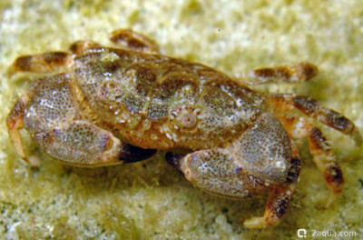 Краб (Xanthias lamarckii)