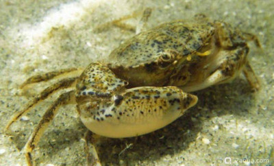 Краб голландский (Rhithropanopeus harrisii tridentata)