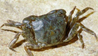 Краб Дальневосточный (Hemigrapsus penicillatus)