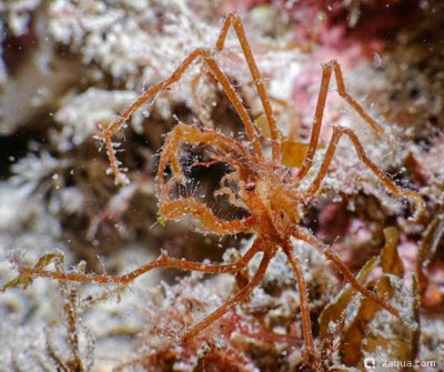 Краб-невидимка (Macropodia longirostris)