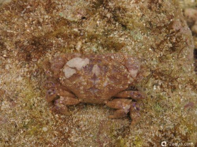 Краб морской (Zozymodes cavipes)