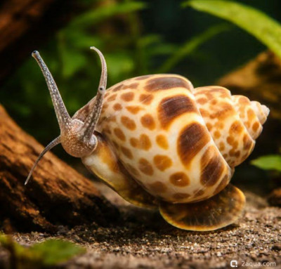 Улитка Бабилония (Babylonia spiratus)