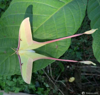 Бабочка (Actias dubernardi)