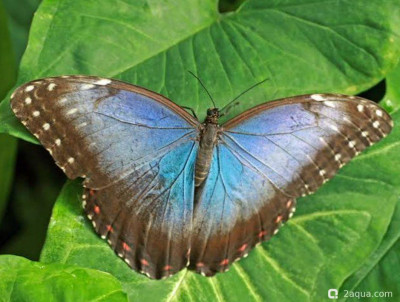 Бабочка «Морфо пелеидес» (Morpho peleides)