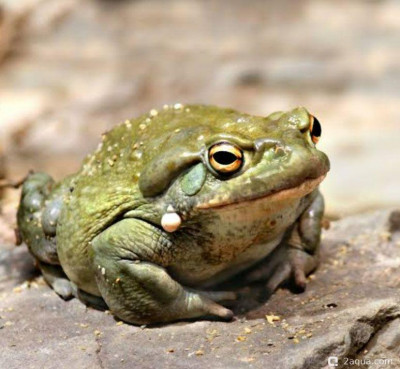 Жаба Колорадская (Bufo alvarius)