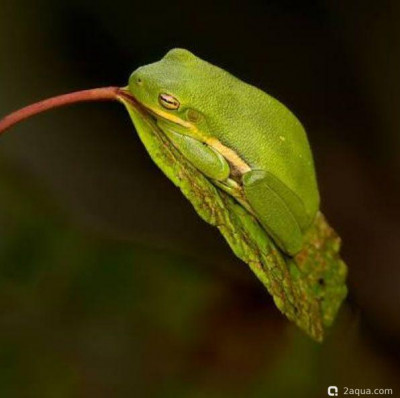 Квакша голубая (Hyla cinerea)