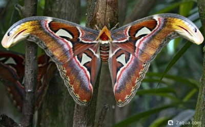 Павлиноглазка атлас (Attacus atlas)