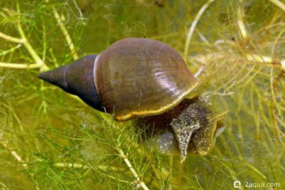 Прудовик обыкновенный (Lymnaea stagnalis)