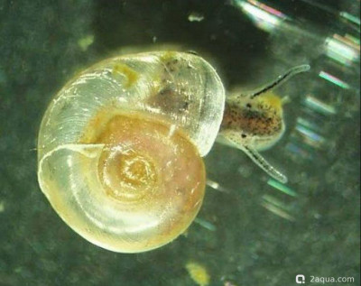Хелисома (Helisoma duryi)
